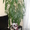 комнатное растение юкка - Изображение #1, Объявление #854464
