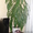 комнатное растение юкка - Изображение #2, Объявление #854464