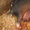вьетнамские вислобрюхие травоядные поросята - Изображение #3, Объявление #898200