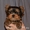 чудесные щенки йоркширского терьера - Изображение #1, Объявление #947672