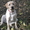 продам щенка лабрадора, родилась 9 мая!  - Изображение #2, Объявление #972373