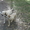 продам щенка лабрадора, родилась 9 мая!  - Изображение #3, Объявление #972373