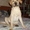 продам щенка лабрадора, родилась 9 мая!  - Изображение #1, Объявление #972373