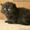 британские котики-циннамон - Изображение #3, Объявление #988043