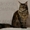 великолепные котята мейн кун - Изображение #2, Объявление #1023266