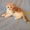 Шотландские котята с отличной родословной - Изображение #3, Объявление #1055099