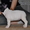 Бело-тигровый щенок французского бульдога. - Изображение #1, Объявление #1135621