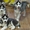 Шикарные щенки сибирской хаски - Изображение #1, Объявление #1335895