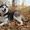 Шикарные щенки сибирской хаски - Изображение #2, Объявление #1335895