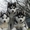 Шикарные щенки сибирской хаски - Изображение #5, Объявление #1335895