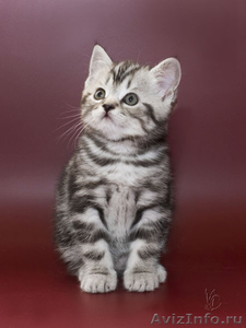 Срочно продается шотландский котенок! - Изображение #2, Объявление #38731