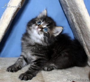 Сибирские котята - Изображение #3, Объявление #69400