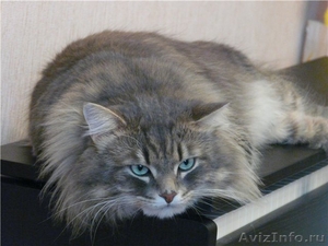 Сибирские котята - Изображение #4, Объявление #69400