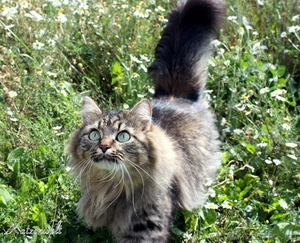 Сибирские котята - Изображение #1, Объявление #69400