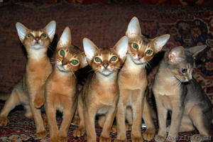 Абиссинские кошки - Изображение #1, Объявление #78435