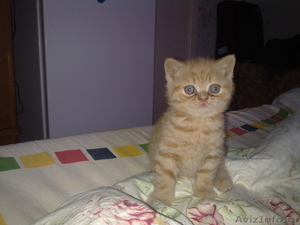 Британский короткошерстный плюшевый котенок - Изображение #1, Объявление #153799