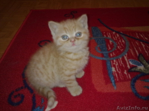 Британский короткошерстный котенок - Изображение #1, Объявление #153780