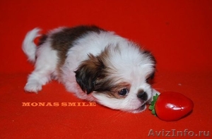 очаровательные щенки чихуахуа и японского хина - Изображение #1, Объявление #218638