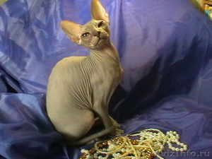 Голубой котик Донской сфинкс - Изображение #1, Объявление #253949