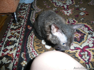 Отдам котят полукровок сфинкса в хорошие руки - Изображение #6, Объявление #254664
