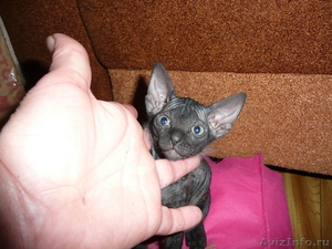 Отдам котят полукровок сфинкса в хорошие руки - Изображение #4, Объявление #254664