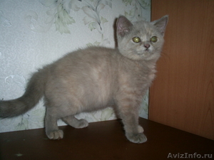 Британские котята короткошерстные и длинношерстные - Изображение #3, Объявление #284133