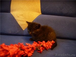 Британские Котята из Питомника Mon Ami - Изображение #1, Объявление #399505