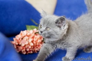 Британские Котята из Питомника Mon Ami - Изображение #4, Объявление #399505