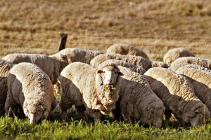 Козы, бараны, овцы - Изображение #1, Объявление #396852