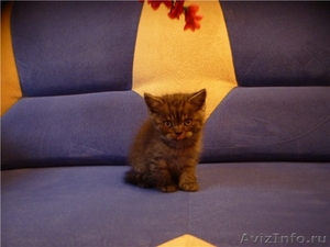 Британские Котята из Питомника Mon Ami - Изображение #2, Объявление #399505