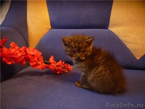 Британские Котята из Питомника Mon Ami - Изображение #3, Объявление #399505