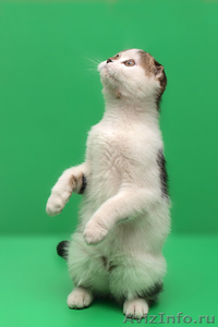 Шотландский вислоухий котенок - Изображение #3, Объявление #560456