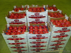 Оптовая продажа фруктов из Греции - Изображение #5, Объявление #688948