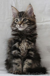 великолепные котята породы мейн кун - Изображение #2, Объявление #695807