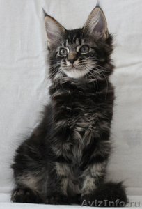 великолепные котята породы мейн кун - Изображение #3, Объявление #695807