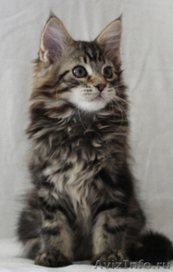 великолепные котята породы мейн кун - Изображение #5, Объявление #695807