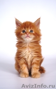 Продаются котята породы мейн - кун - Изображение #3, Объявление #724269