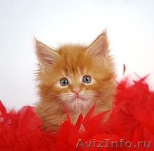 Продаются котята породы мейн - кун - Изображение #1, Объявление #724269
