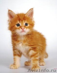 Продаются котята породы мейн - кун - Изображение #5, Объявление #724269