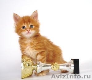 Продаются котята породы мейн - кун - Изображение #4, Объявление #724269