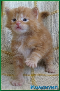 Котята мейн-кун из питомника - Изображение #1, Объявление #797972