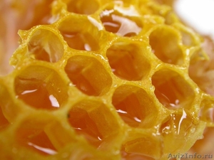 Научим пчеловодству - Изображение #1, Объявление #824742