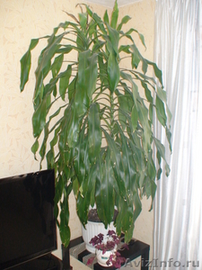 комнатное растение юкка - Изображение #1, Объявление #854464