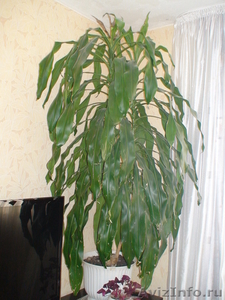 комнатное растение юкка - Изображение #2, Объявление #854464