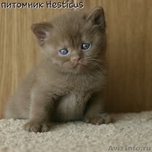 британские котики-циннамон - Изображение #1, Объявление #988043