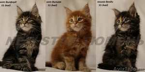 великолепные котята мейн кун - Изображение #1, Объявление #1023266