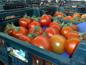 Сбор и упаковка помидоров - Изображение #1, Объявление #1549604